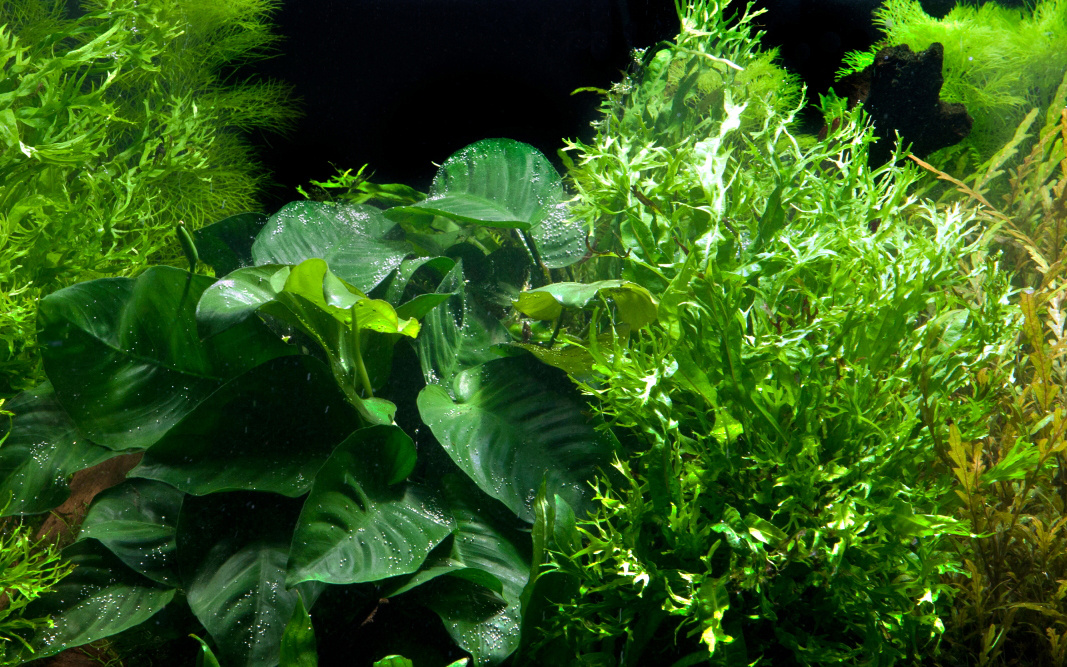 Tropica Driftwood XL + Microsorum - Anubias 'Duet'