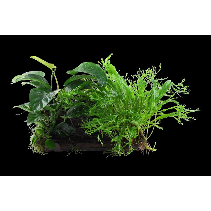 Tropica Driftwood XL + Microsorum - Anubias 'Duet'