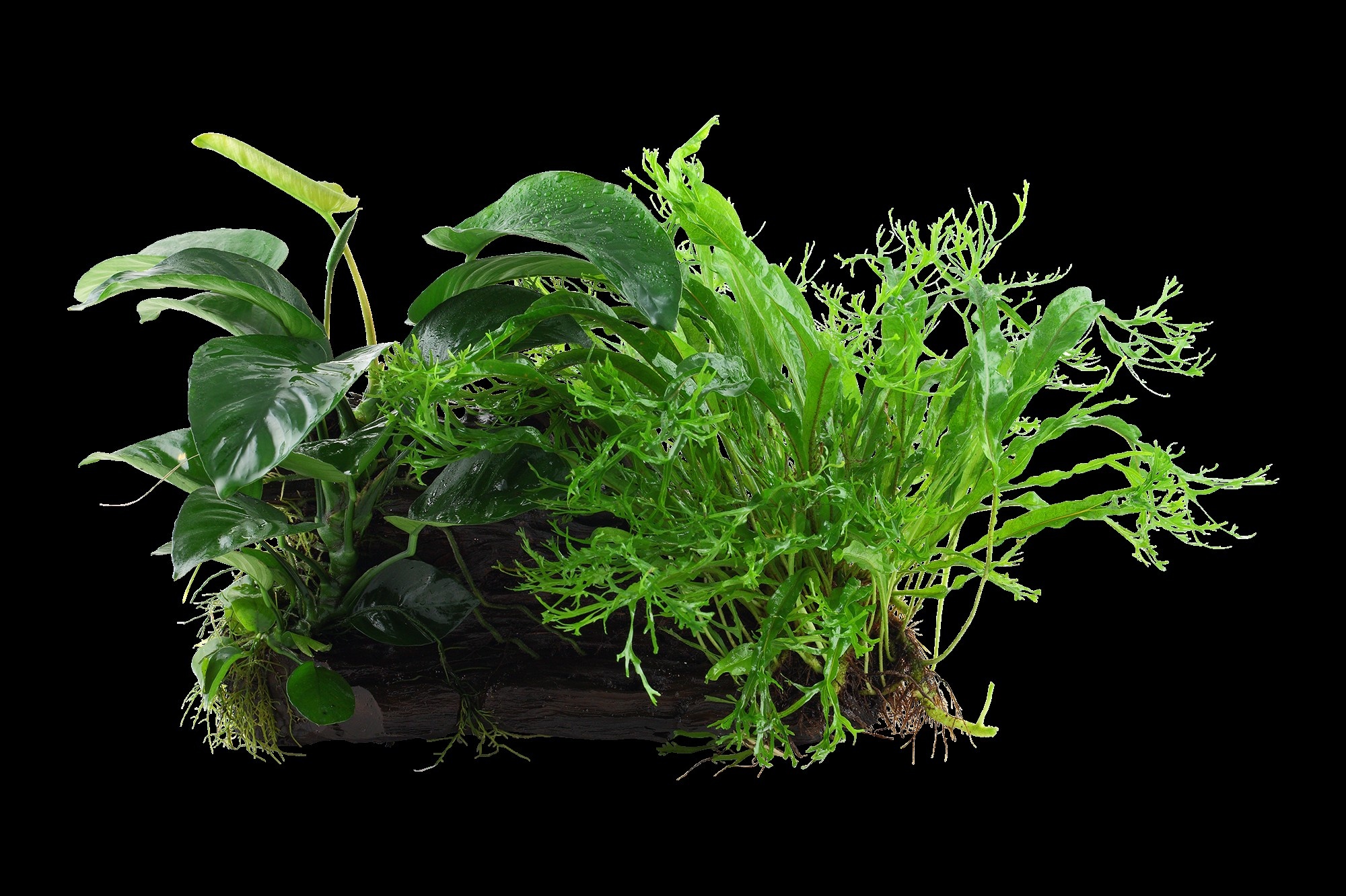 Tropica Driftwood XL + Microsorum - Anubias 'Duet'