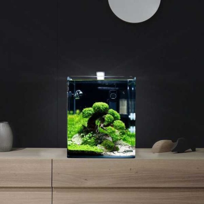 Dennerle Dennerle Decor Bonsai Box