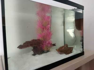 HS Aqua Platy 50 Aquarium Ingericht