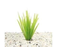 Vallisneria spiralis