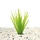 Vallisneria spiralis