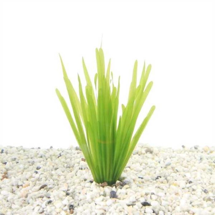 Vallisneria spiralis