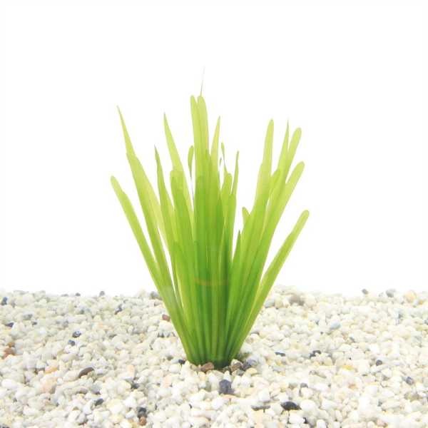 Vallisneria spiralis