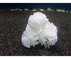 Onlineaquarium spullen Babygarnelen Schutzplatz