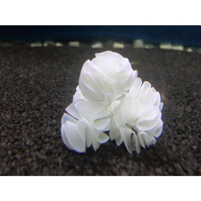 Onlineaquarium spullen Babygarnelen Schutzplatz