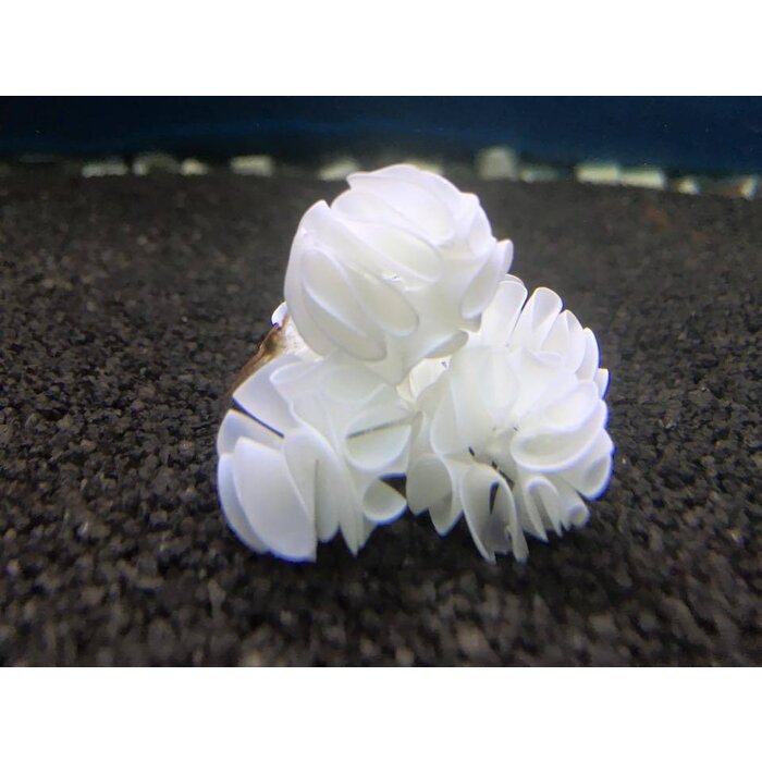 Onlineaquarium spullen Baby garnalen schuilplaats