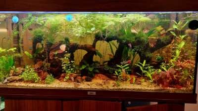 Aquarium verlicht met Chihiros B90 lamp
