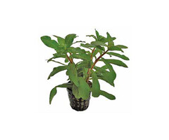 Onlineaquarium spullen Ammania gracilis