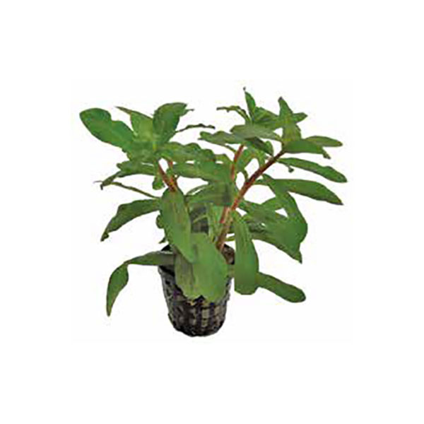 Onlineaquarium spullen Ammania gracilis