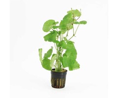 Onlineaquarium spullen Hydrocotyle leucocephala