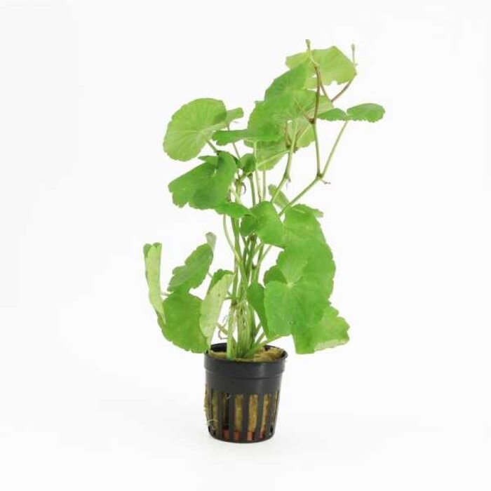 Onlineaquarium spullen Hydrocotyle leucocephala