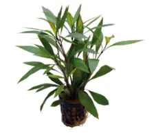 Onlineaquarium spullen Hygrophila corymbosa 'Thailand'