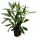 Hygrophila corymbosa 'Thailand'