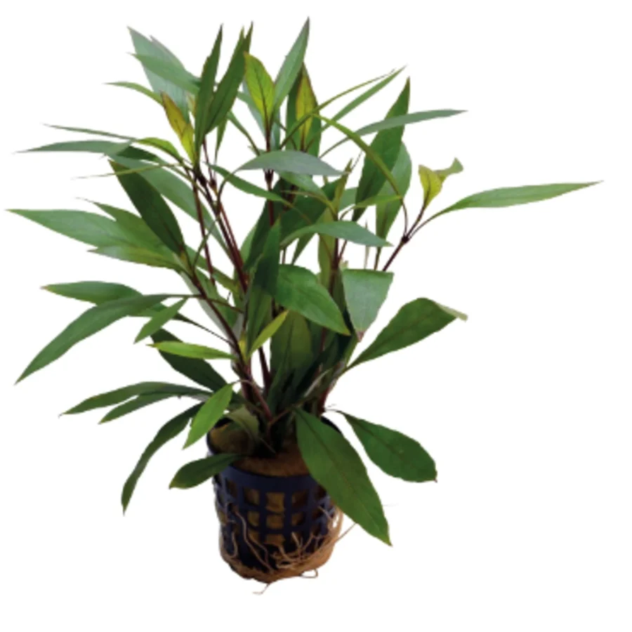 Onlineaquarium spullen Hygrophila corymbosa 'Thailand'