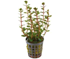 Onlineaquarium spullen Rotala rotundifolia 'Blood Red'