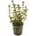 Rotala rotundifolia 'Blood Red'