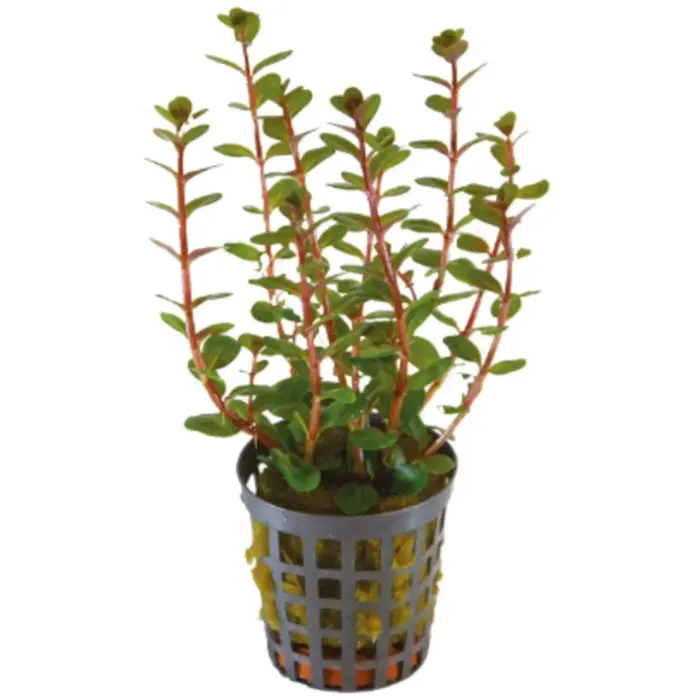 Onlineaquarium spullen Rotala rotundifolia 'Blood Red'