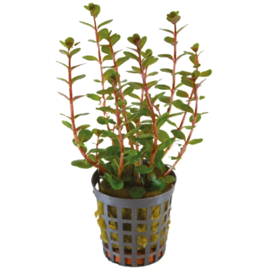 Onlineaquarium spullen Rotala rotundifolia 'Blood Red'