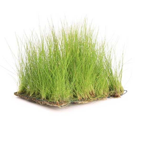 Naaldgras (Eleocharis Acicularis) op RVS matje (10x15 cm)