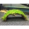 Coconut Bridge with Java moss