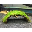 Coconut Bridge with Java moss