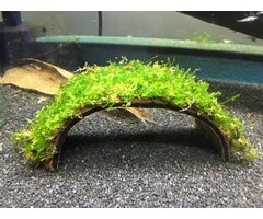 Cocosnoot brug met javamos