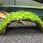 Coconut Bridge with Java moss