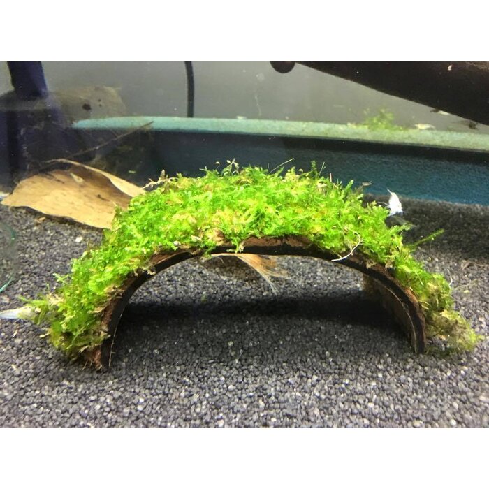 Coconut Bridge with Java moss