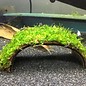 Coconut Bridge with Java moss