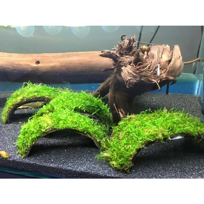 Coconut Bridge with Java moss