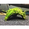 Half coconut with java moss