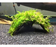 Half coconut with java moss