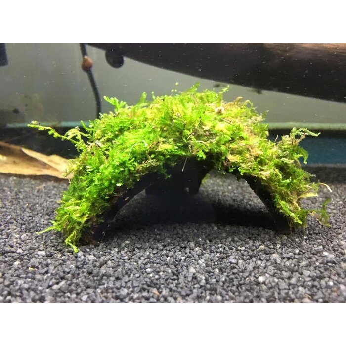 Half coconut with java moss