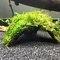 Half coconut with java moss