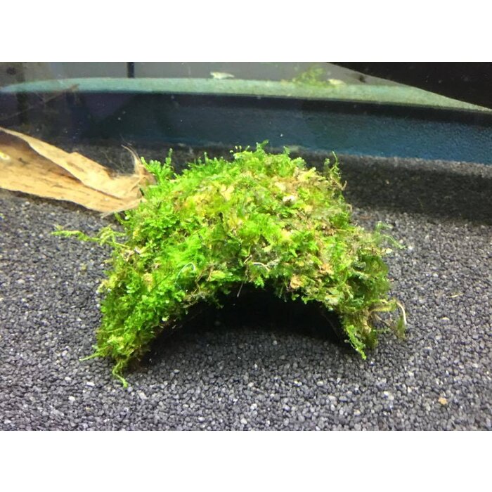 Half coconut with java moss