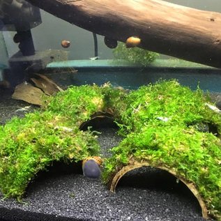 Java Moss Coconut Cave | Aquarium Plants Factory