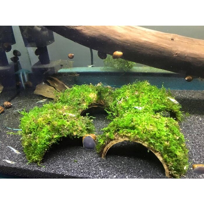 Half coconut with java moss
