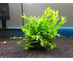 Coconut piece with microsorum species