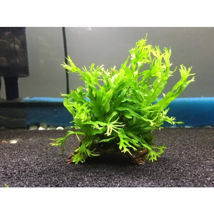 Cocosnoot stukje met javavaren