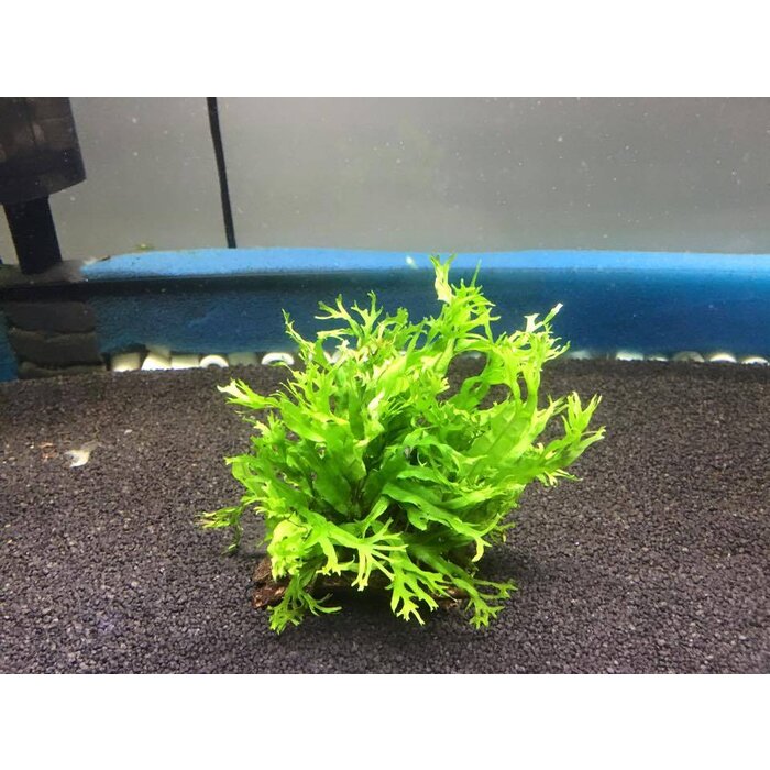 Coconut piece with microsorum species