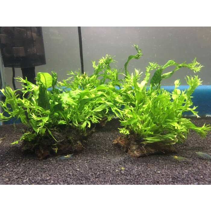 Cocosnoot stukje met javavaren