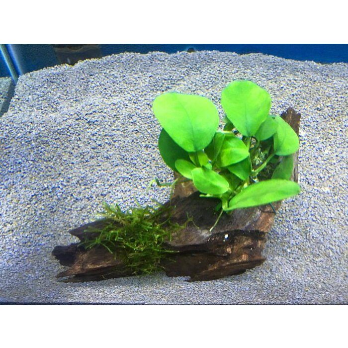 Kienhout met Anubias