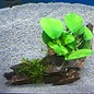 Driftwood with Anubias