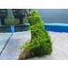 Driftwood with java moss