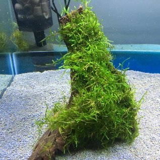 Driftwood with java moss