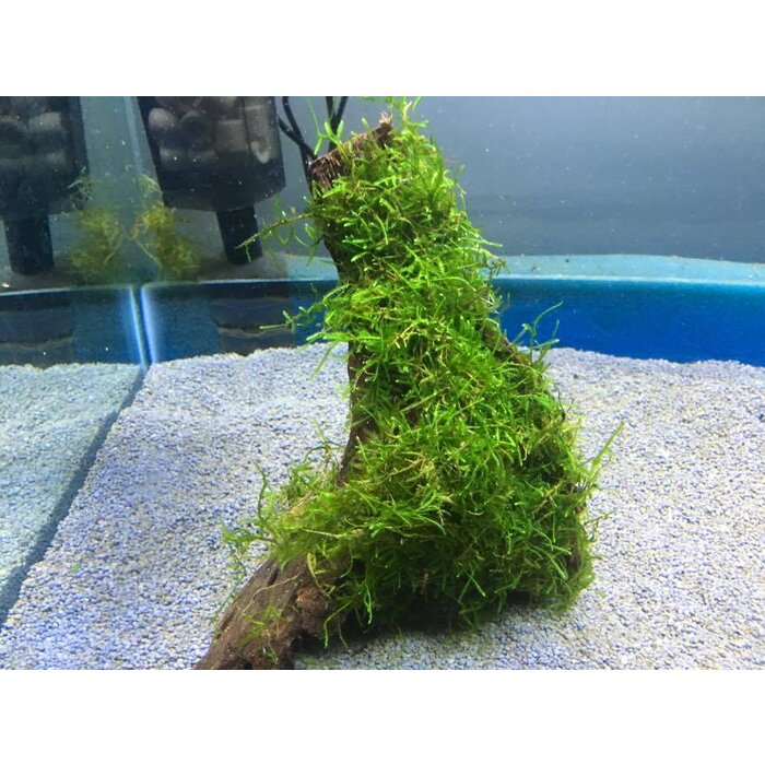 Kienhout met javamos