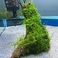 Driftwood with java moss