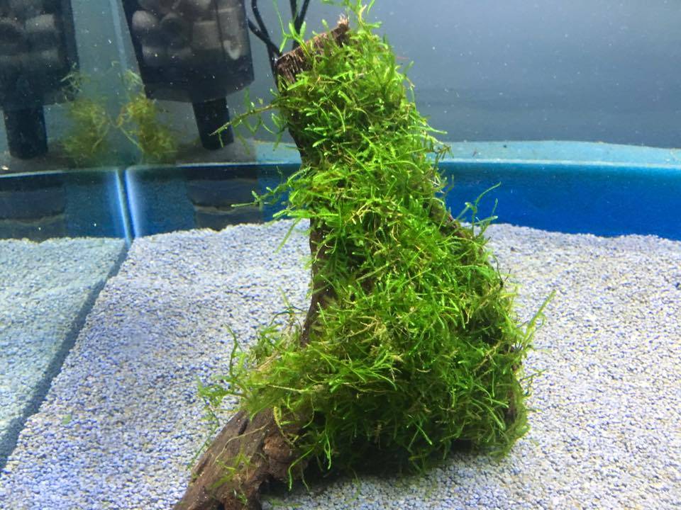 Driftwood with java moss - Onlineaquariumspullen